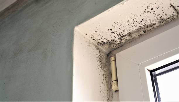 Best Mold-Related Health Consultation  in Comer, GA