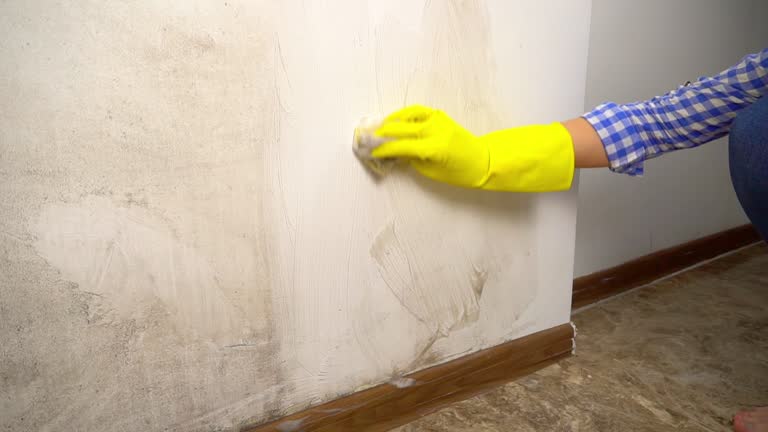 Best Black Mold Removal  in Comer, GA
