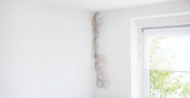 Best Environmental Consulting for Mold Prevention  in Comer, GA