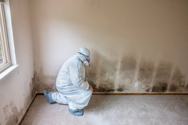 Best Industrial Mold Remediation  in Comer, GA