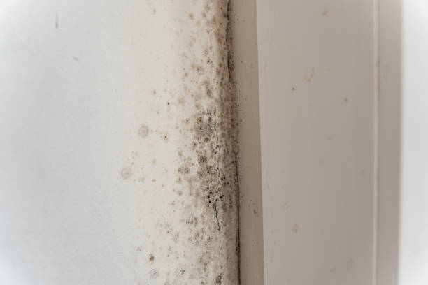 Best HVAC Mold Inspection and Cleaning  in Comer, GA