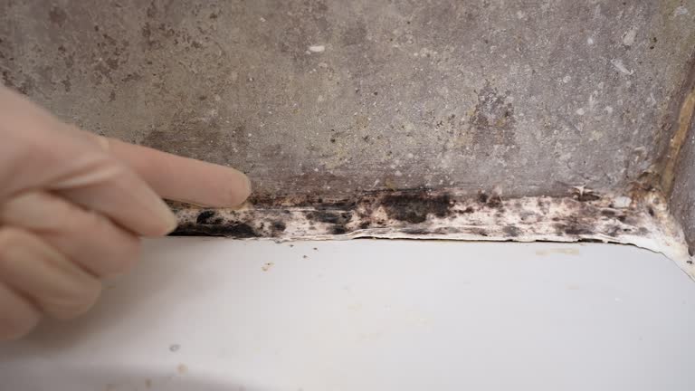 Best Commercial Mold Inspection  in Comer, GA