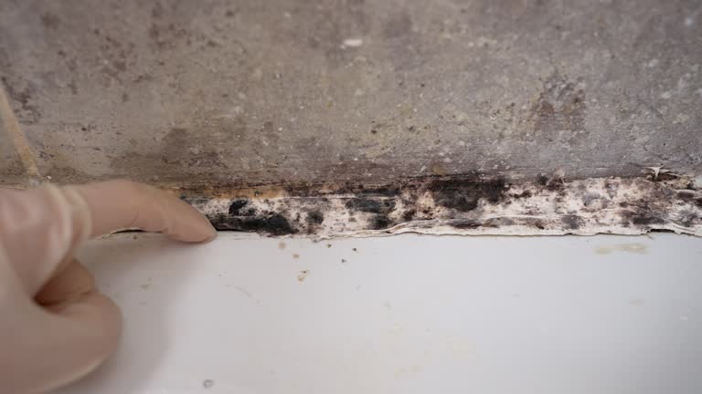 Biohazard Mold Removal in Comer, GA