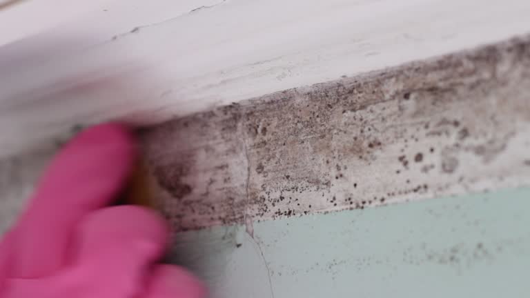 Best Post-Construction Mold Inspection  in Comer, GA